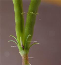  Fruits